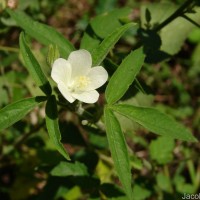 Hibiscus lobatus (Murray) Kuntze